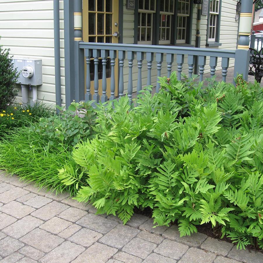 Onoclea sensibilis - Sensitive fern from Babikow Wholesale Nursery