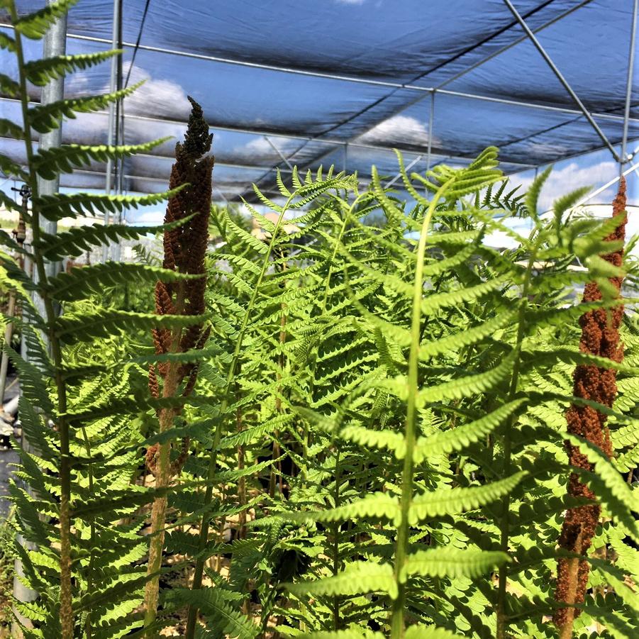 Osmunda cinnamomea - Cinnamon fern from Babikow Wholesale Nursery