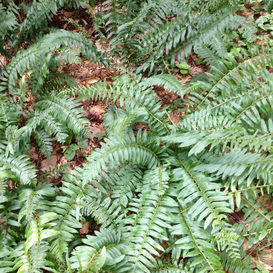 Polystichum acrostichoides - Christmas Fern from Babikow Wholesale Nursery