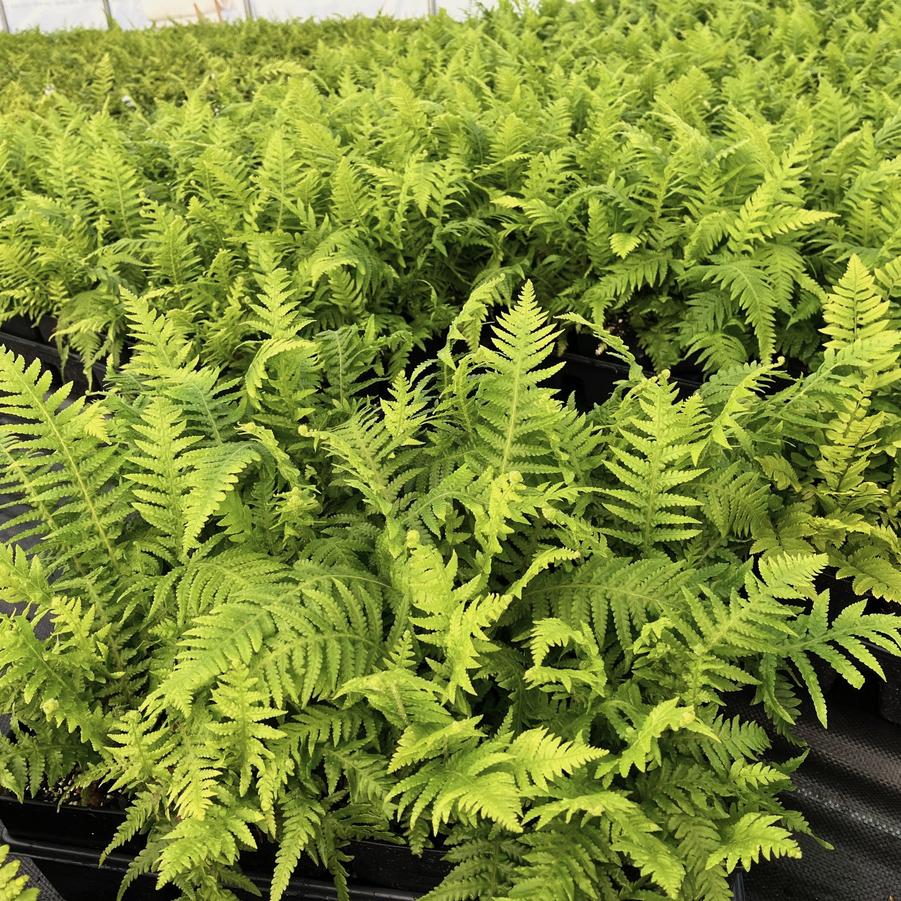 Thelypteris dec. pinnata - Beech fern from Babikow Wholesale Nursery