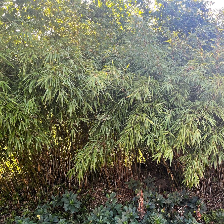 Fargesia rufa - Clumping Bamboo from Babikow Wholesale Nursery