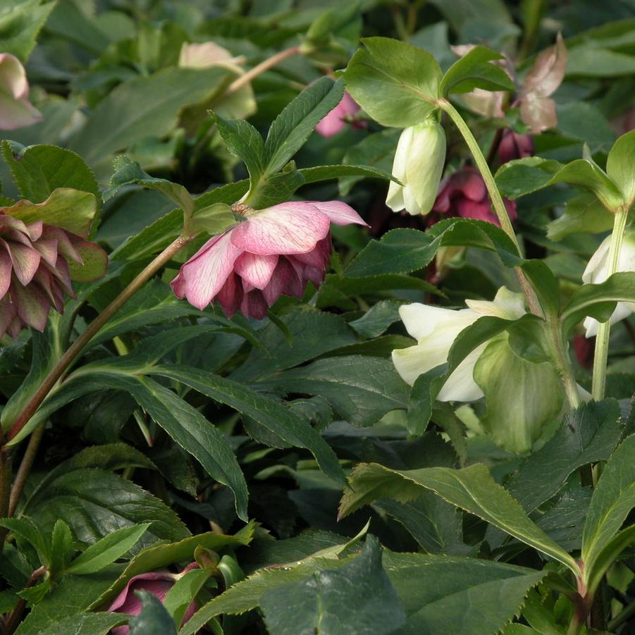 Helleborus hyb. 'Brandywine' - Lenten Rose from Babikow Wholesale Nursery