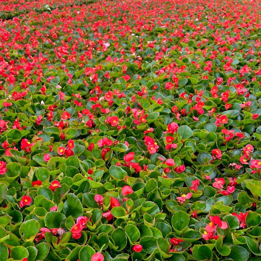 Begonia Super Olympia 'Red' - Begonia from Babikow Wholesale Nursery