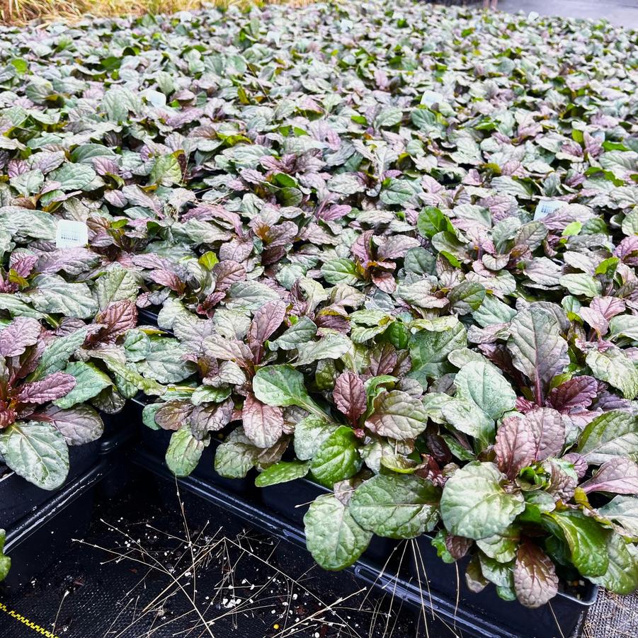 Ajuga 'Bronze Beauty' - Bugleweed from Babikow Wholesale Nursery