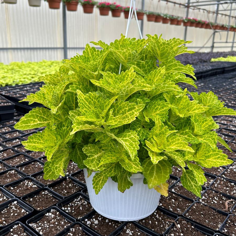 Coleus Hanging Basket