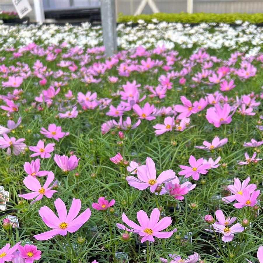 Cosmos Sonata Group Pink