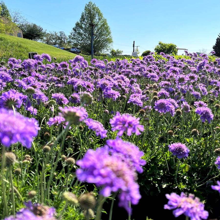 Scabiosa 'Butterfly Blue' - Pincushion Flower from Babikow Wholesale Nursery