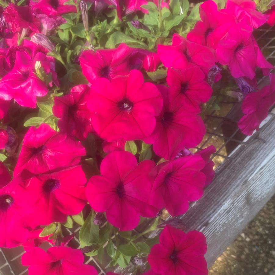 Petunia Wave Purple