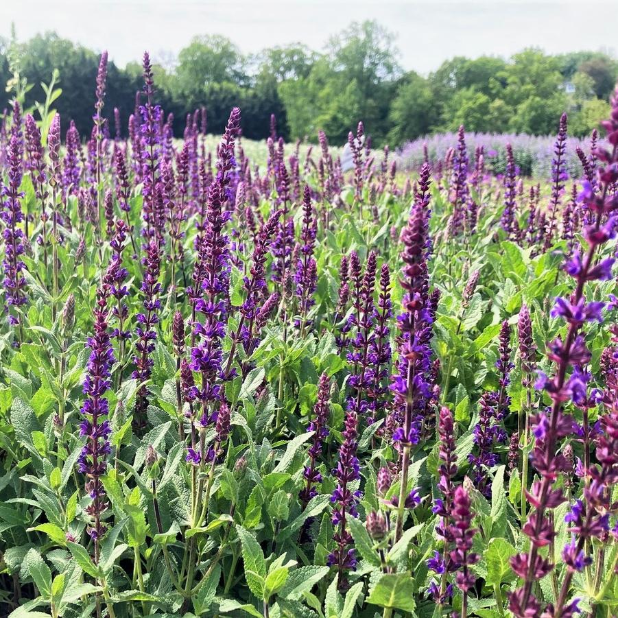 Salvia nem. 'Caradonna' - Meadow Sage from Babikow Wholesale Nursery