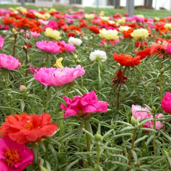 Portulaca 'Happy Trails Mix' - Moss Rose from Babikow