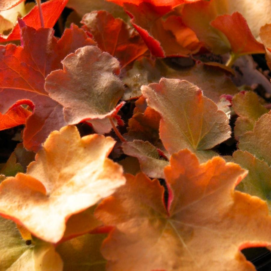 Heuchera vil. 'Caramel' - Coral bells from Babikow Wholesale Nursery