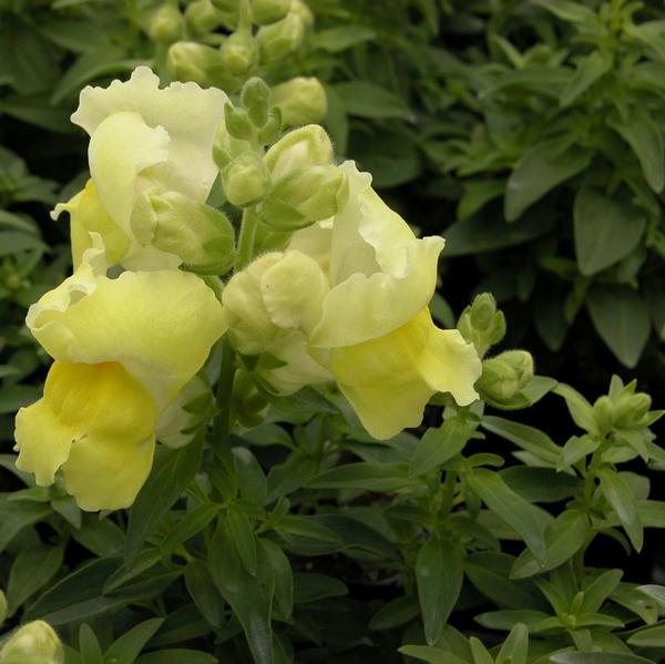 Snapdragon Snapshot 'Yellow' - from Babikow