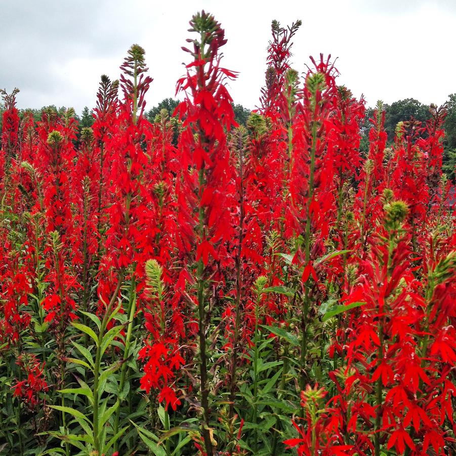 Lobelia cardinalis - Cardinal Flower from Babikow Wholesale Nursery