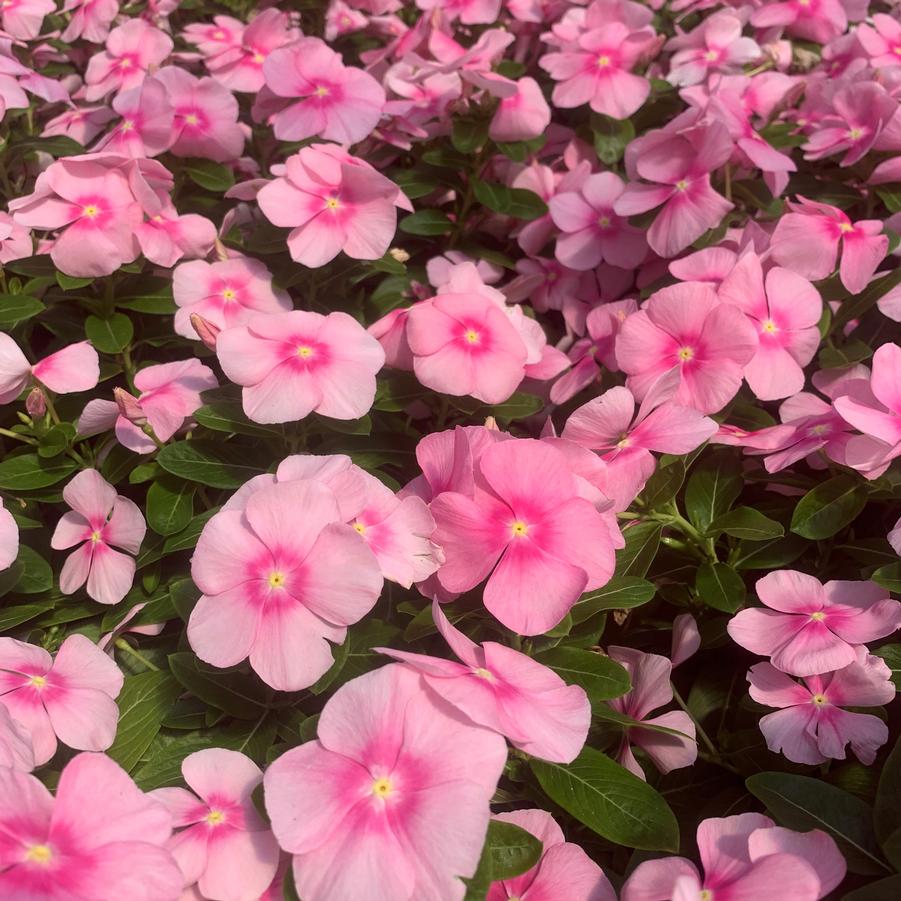 Vinca Titan 'Icy Pink' - from Babikow Wholesale Nursery