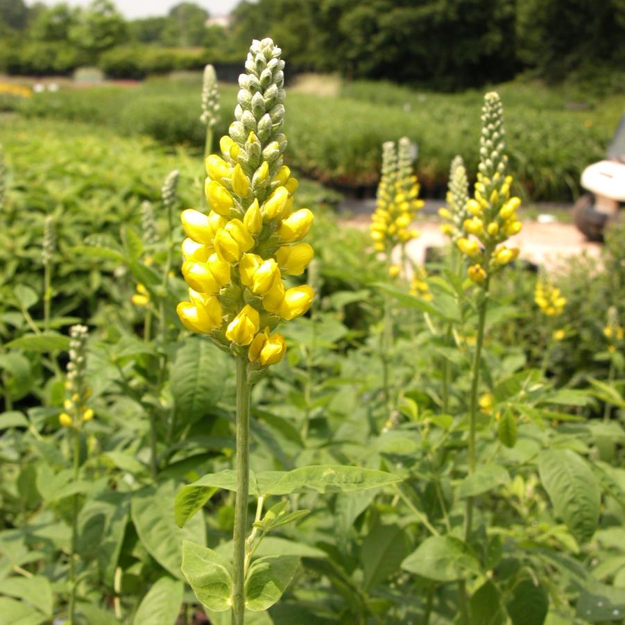 Thermopsis caroliniana - Carolina Lupine from Babikow Wholesale Nursery