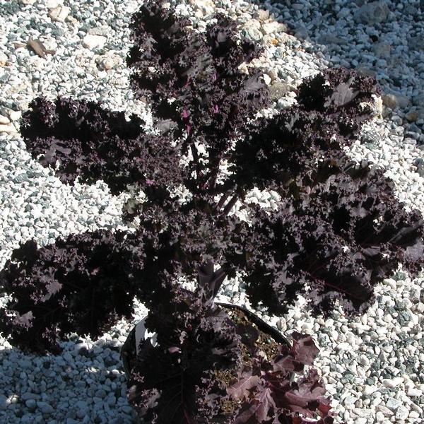 Kale 'Redbor' - Ornamental Kale from Babikow