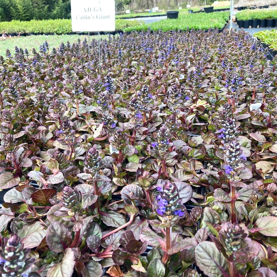 Ajuga 'Catlin's Giant' - Bugleweed from Babikow Wholesale Nursery