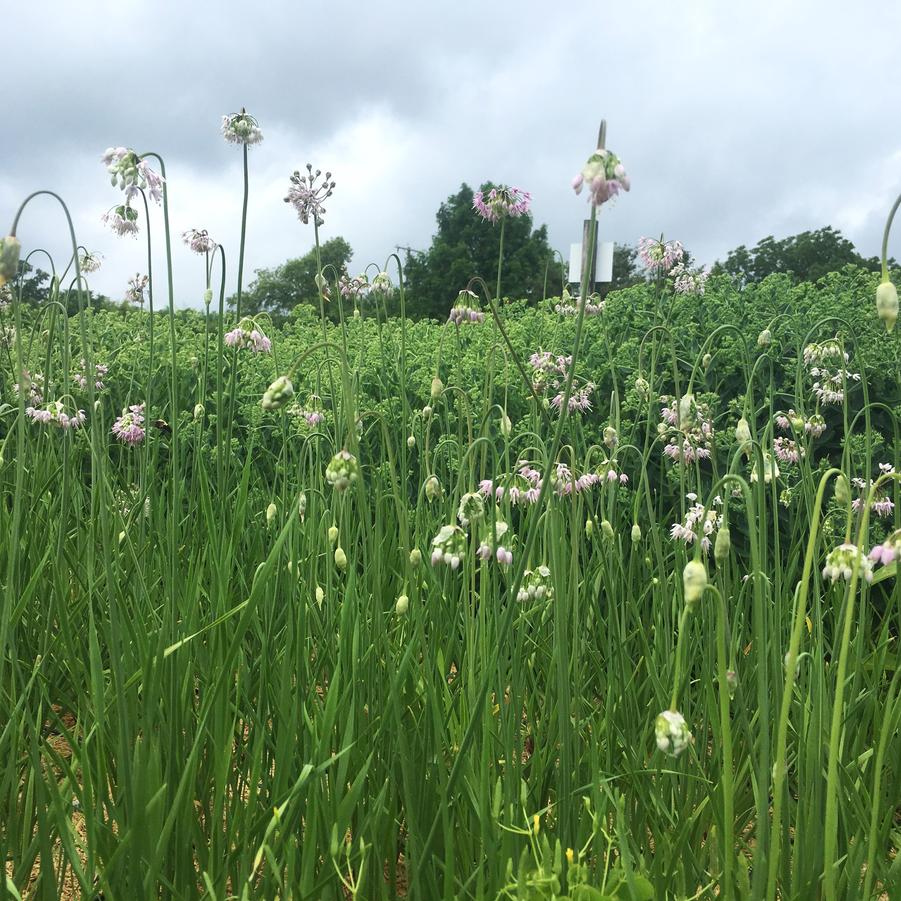 Allium cernuum - Nodding Onion from Babikow Wholesale Nursery