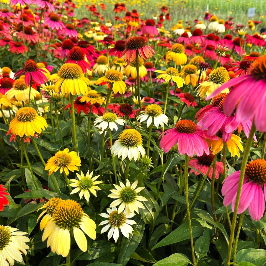 Echinacea 'Cheyenne Spirit' - Coneflower from Babikow Wholesale Nursery