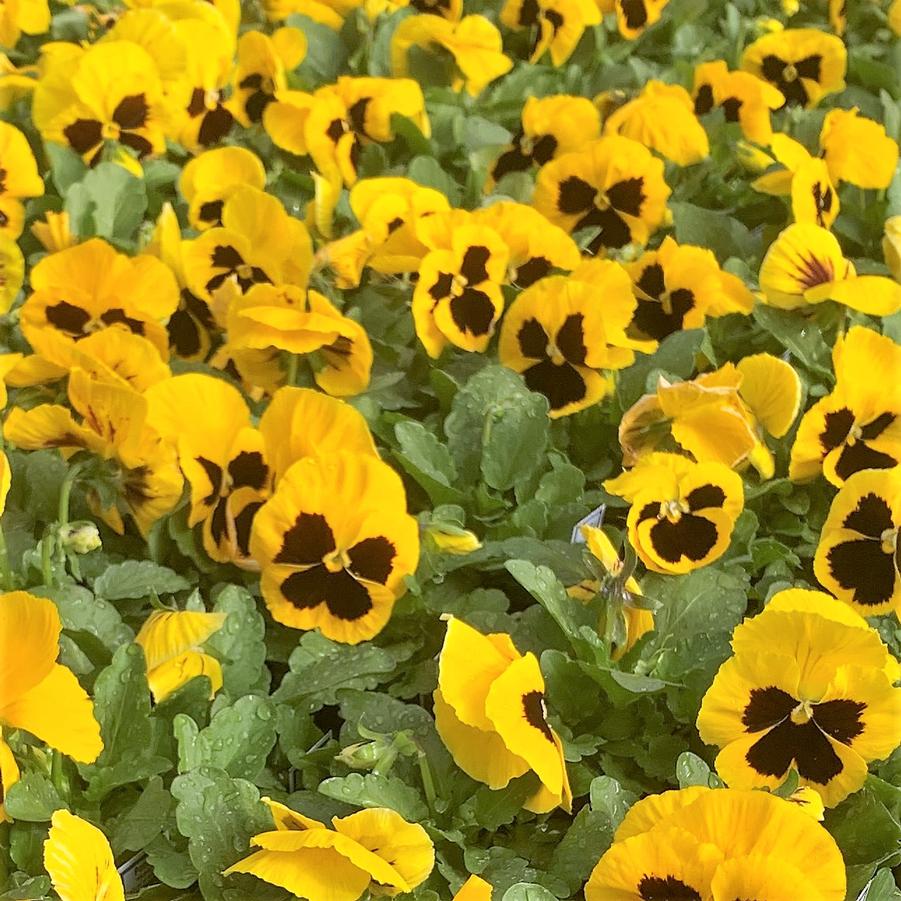 Pansy Matrix 'Yellow Blotch' - from Babikow Wholesale Nursery