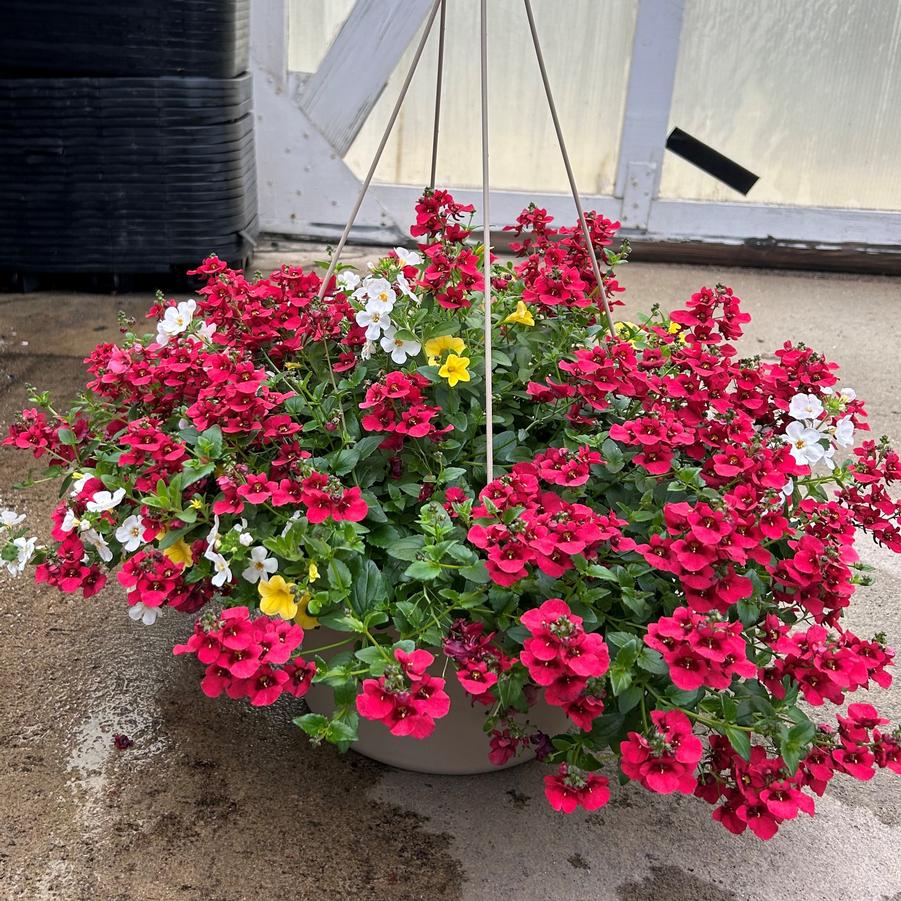 Mixed Annuals Hanging Basket- Assorted Combinations 