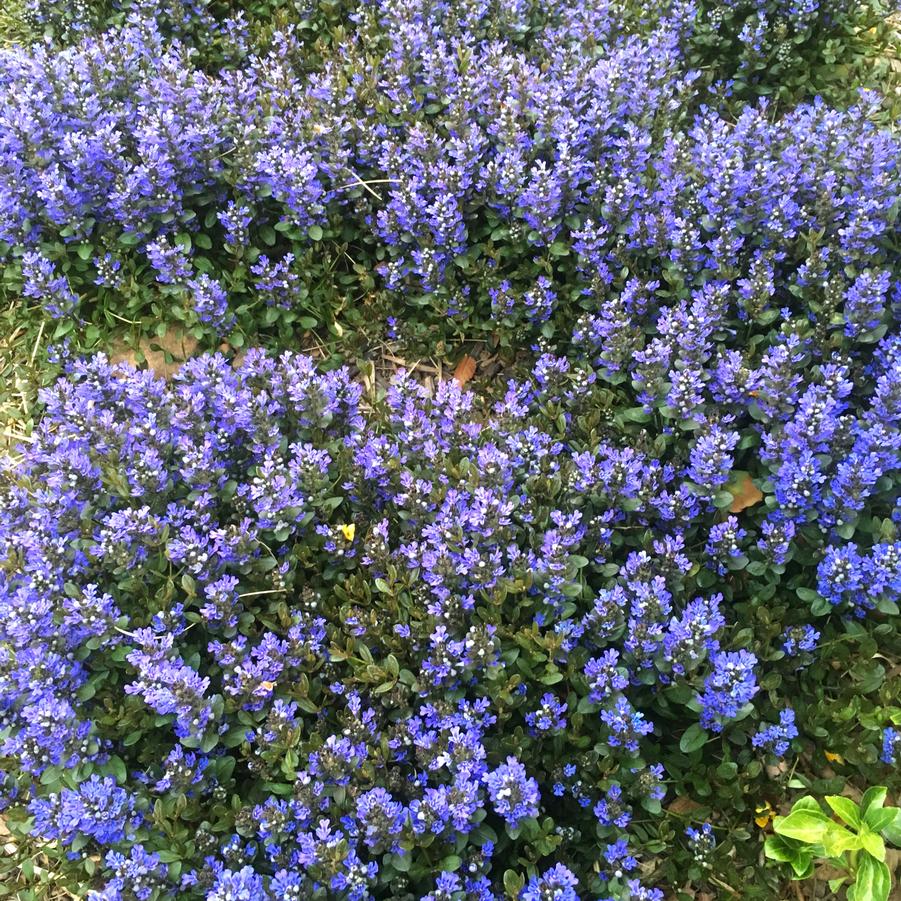 Ajuga 'Chocolate Chip' - Bugleweed from Babikow Wholesale Nursery