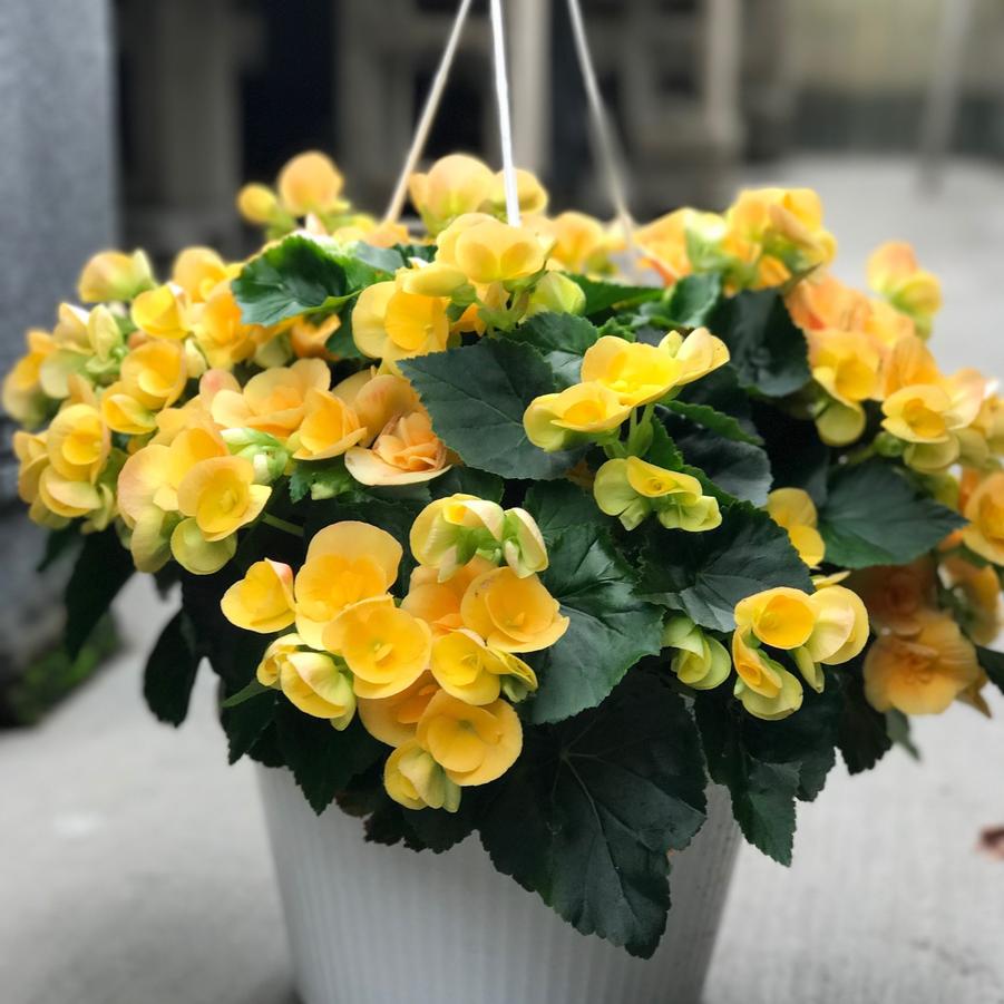 Begonia Tuberous Hanging Basket- Assorted Colors and Varieties - from Babikow Wholesale Nursery