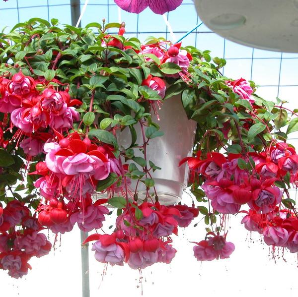 Fuchsia Hanging Basket- Assorted Colors - from Babikow