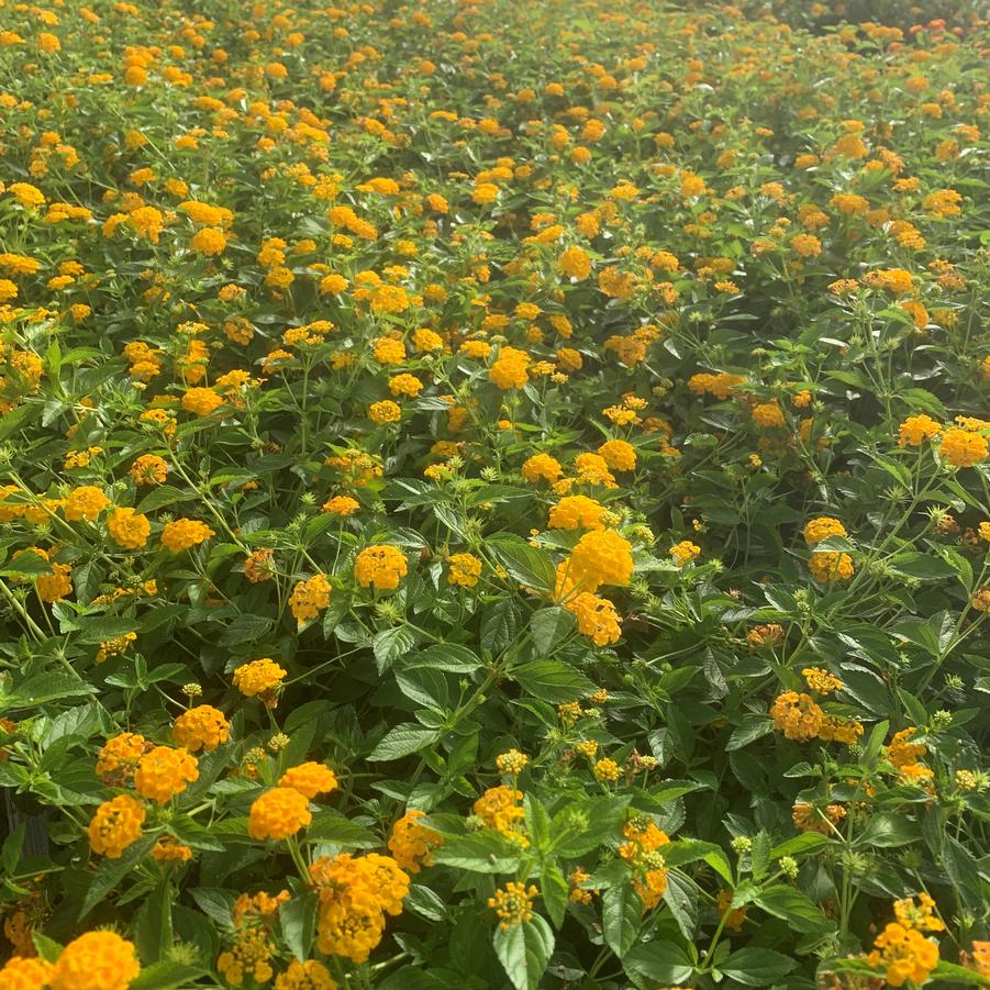 Lantana New Gold