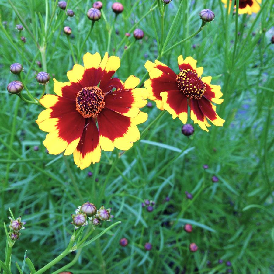 Coreopsis tinctoria - Plains Coreopsis from Babikow Wholesale Nursery