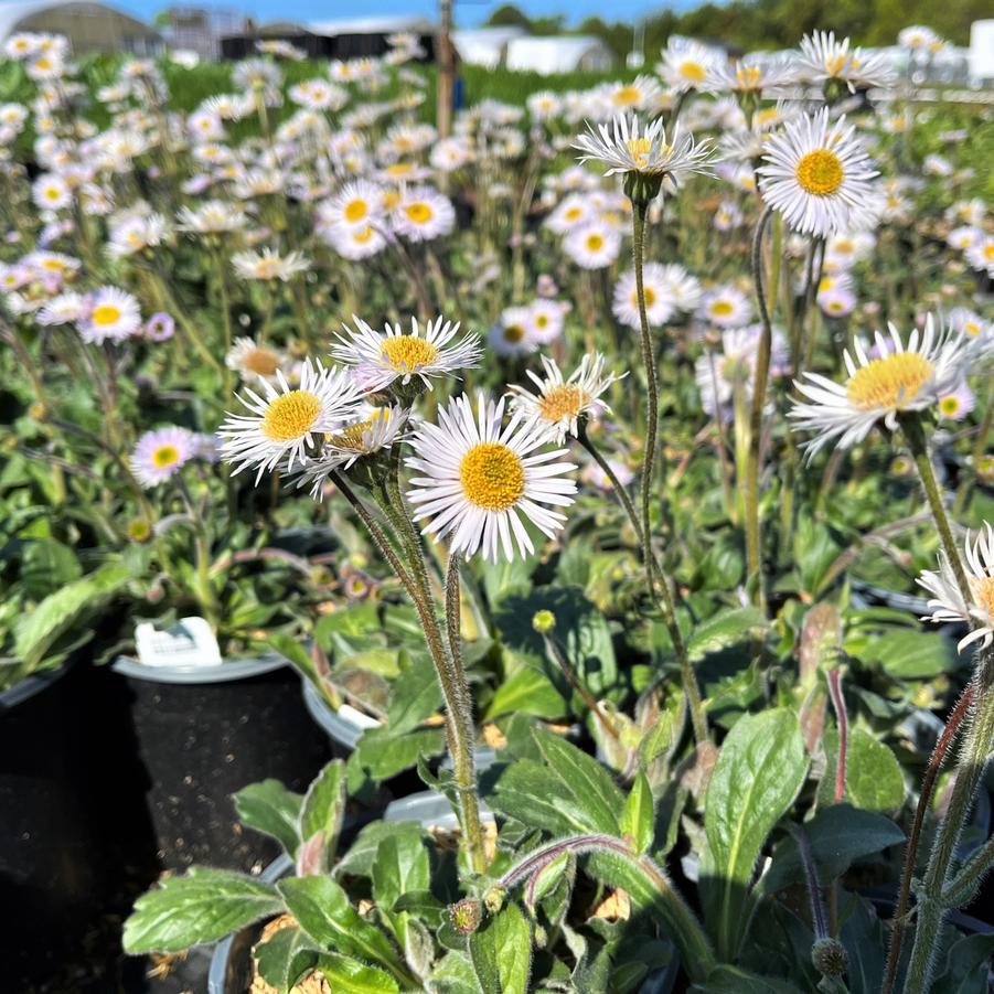 Erigeron 'Lynnhaven Carpet' - Robin's Plantain from Babikow Wholesale Nursery