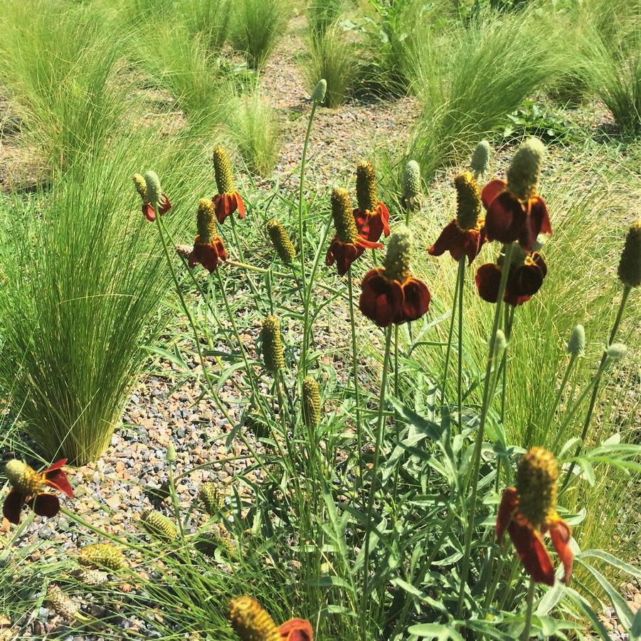 Ratibida col. 'Red Midget' - Upright Prairie Coneflower from Babikow Wholesale Nursery