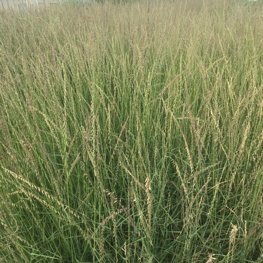 Bouteloua curtipendula - Sideoats Grama from Babikow Wholesale Nursery