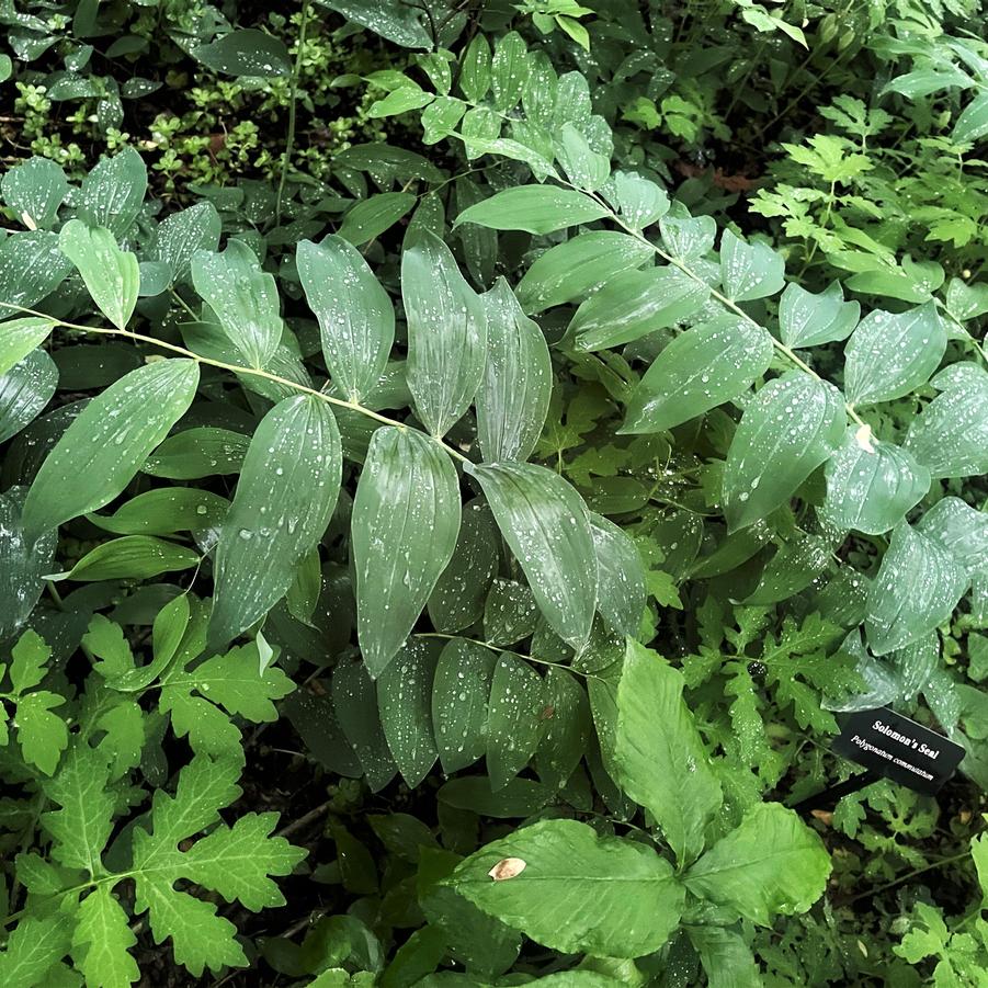 Polygonatum commutatum - Solomon's Seal from Babikow Wholesale Nursery