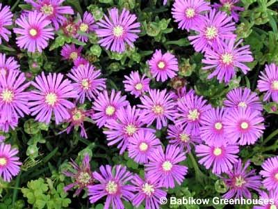 Delosperma cooperi - Ice Plant from Babikow Wholesale Nursery