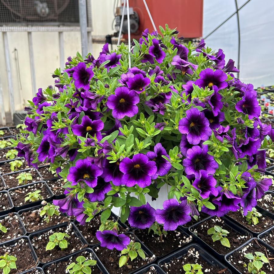 Calibrachoa Hanging Basket 