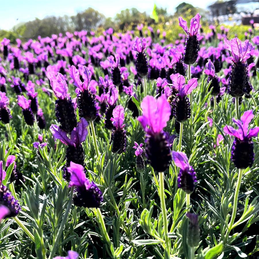 Lavandula spo. 'Anouk' - Spanish Lavender from Babikow Wholesale Nursery