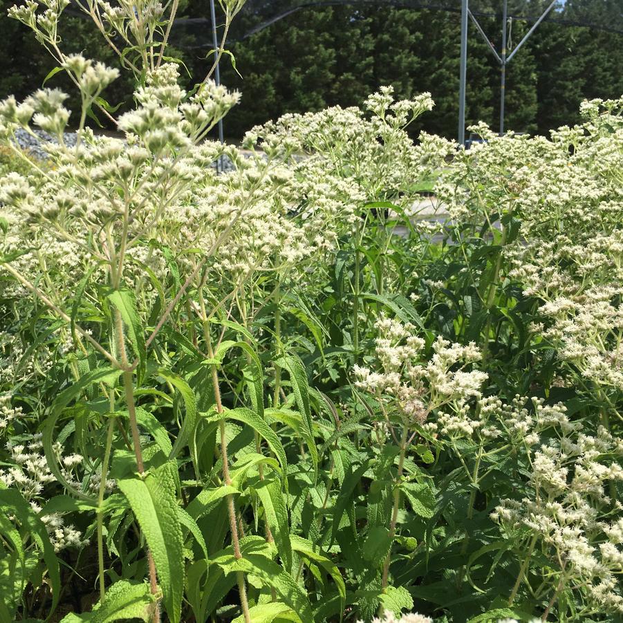 Eupatorium perfoliatum - Commen Boneset from Babikow Wholesale Nursery