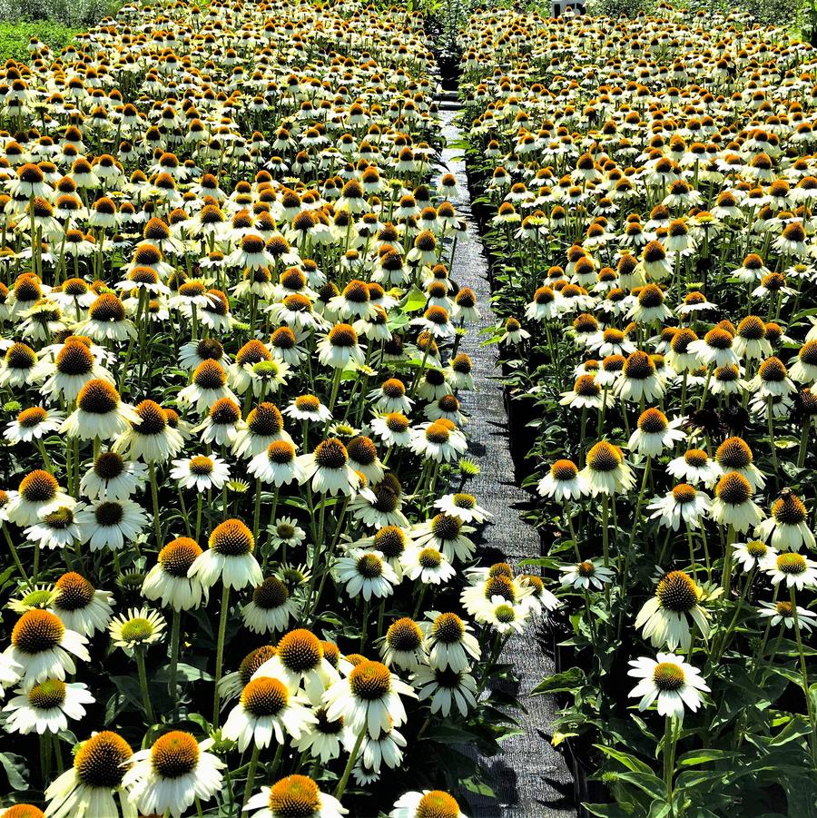 Echinacea 'Sombrero Blanco' - Hybrid Coneflower from Babikow Wholesale Nursery