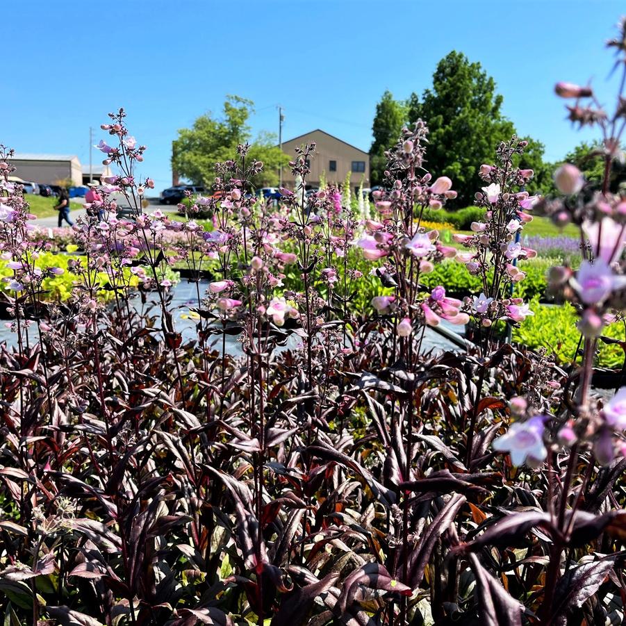 Penstemon x 'Dark Towers' - Beard Tongue from Babikow Wholesale Nursery