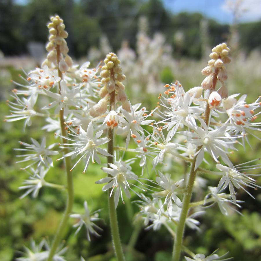 Tiarella cordifolia - Foamflower from Babikow Wholesale Nursery