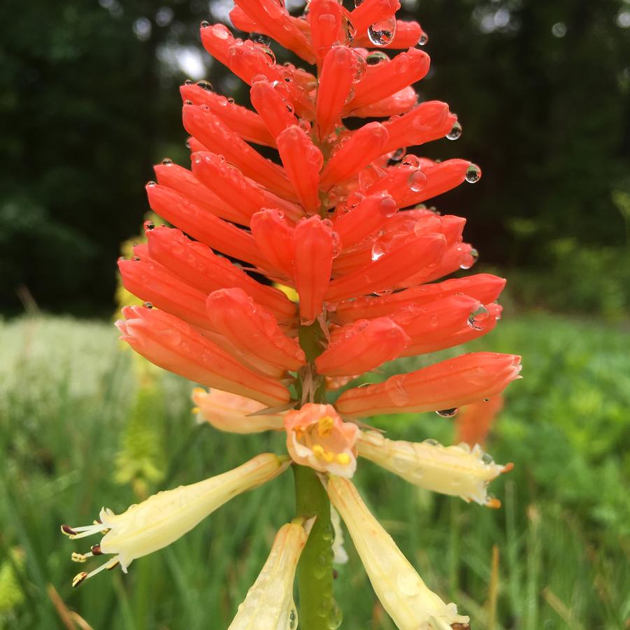 Kniphofia uva. 'Flamenco Mix' - Red Hot Poker Plant from Babikow Wholesale Nursery