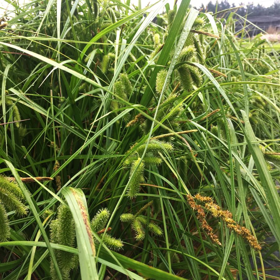 Carex comosa - Bristly Sedge from Babikow Wholesale Nursery