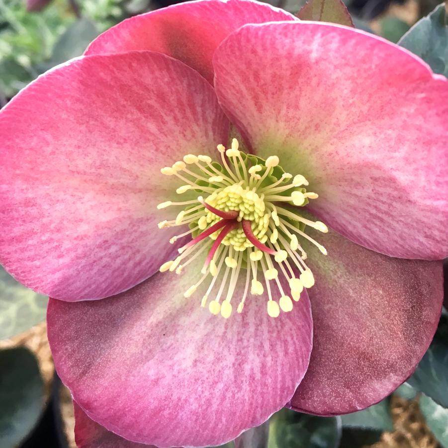 Helleborus 'Frostkiss Penny's Pink' - from Babikow Wholesale Nursery