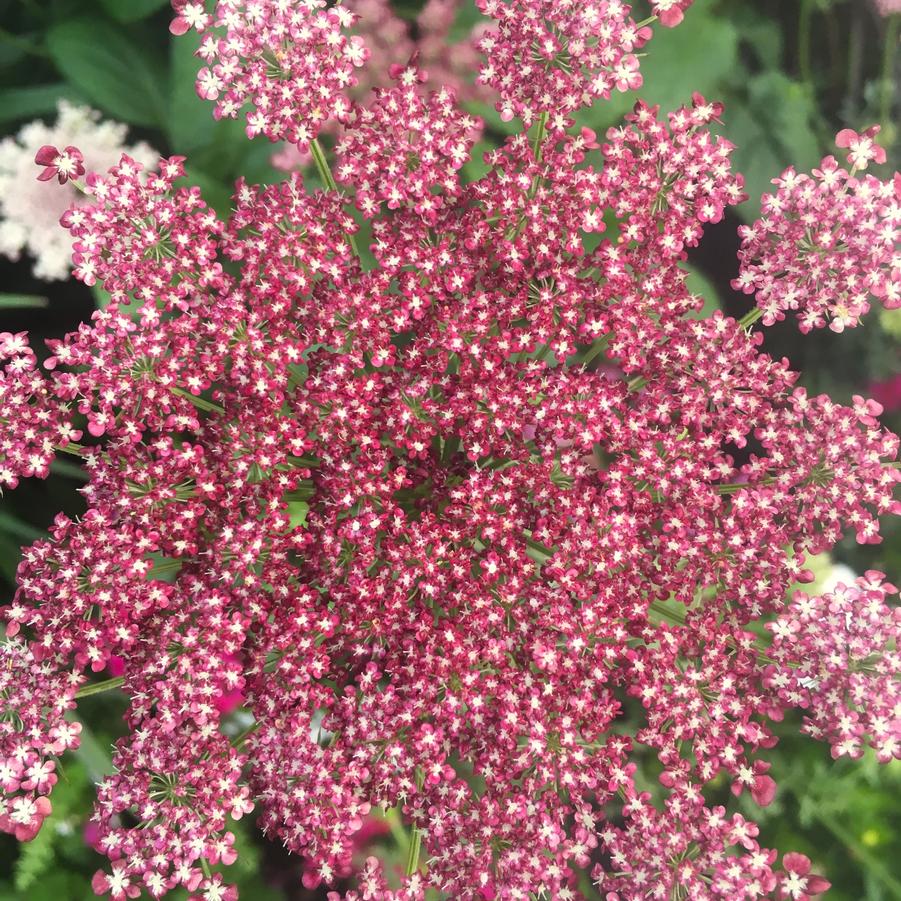 Seseli gummiferum - Moon Carrot from Babikow Wholesale Nursery