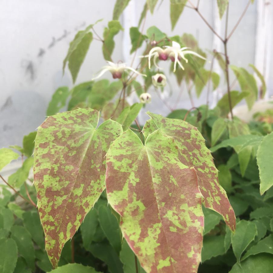 Epimedium x 'Domino' - Barrenwort from Babikow Wholesale Nursery