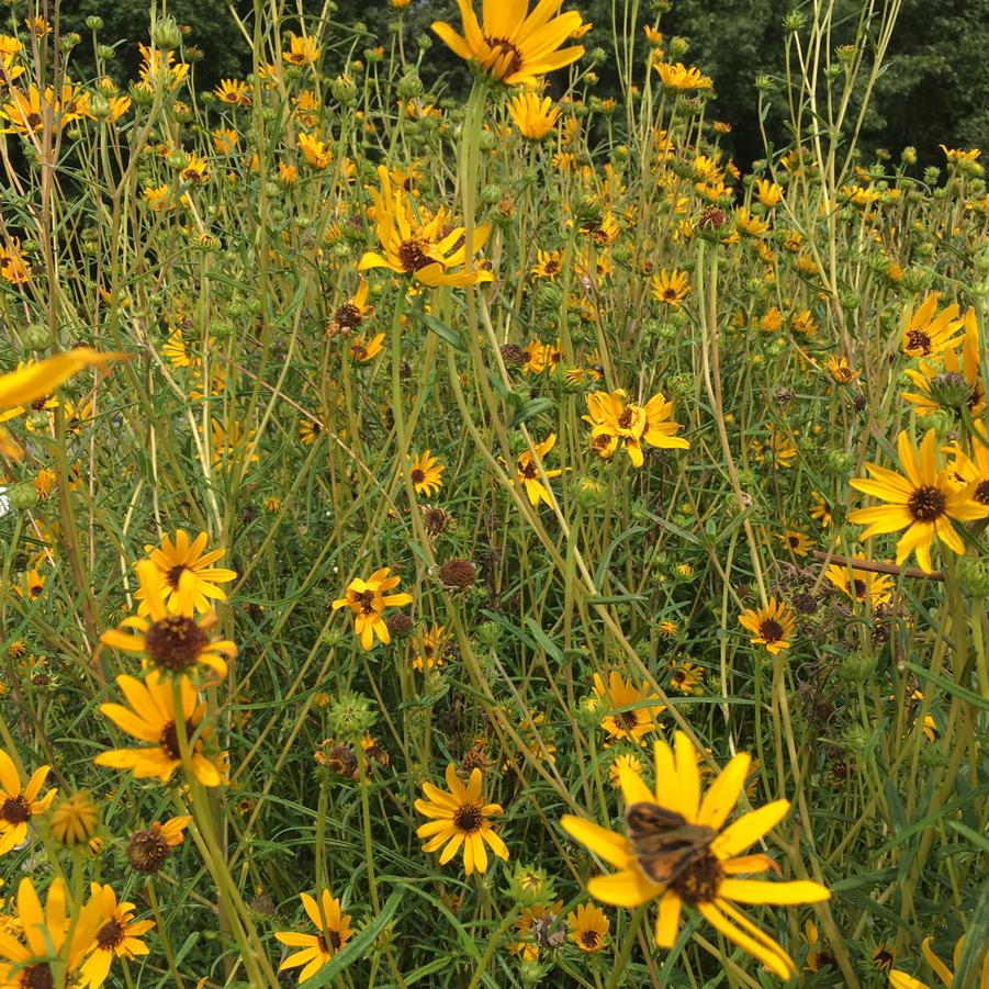 Helianthus angustifolius - Swamp Sunflower from Babikow Wholesale Nursery