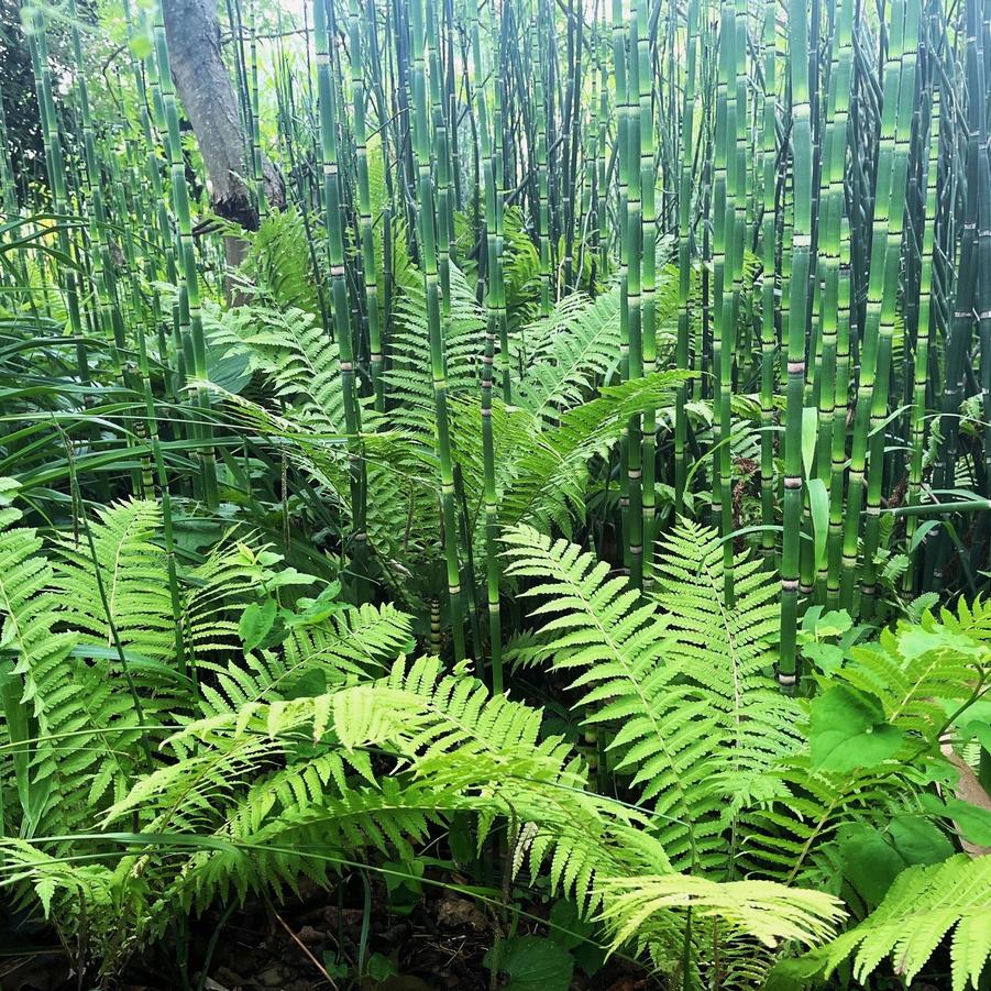 Equisetum hyemale - Scouring Rush from Babikow Wholesale Nursery