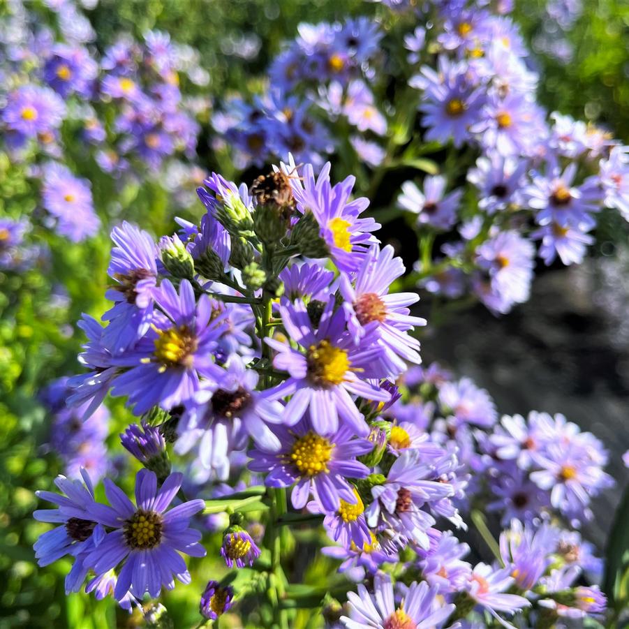 Aster laevis - Smooth Blue Aster from Babikow Wholesale Nursery