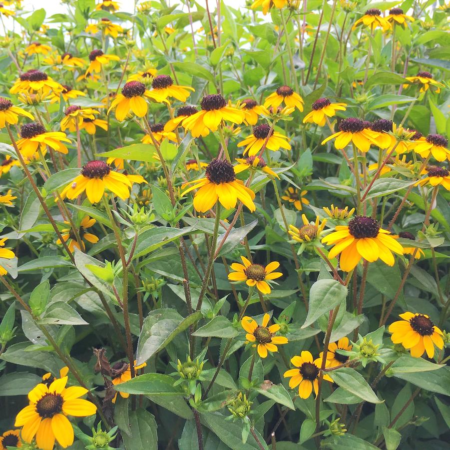 Rudbeckia tri. 'Black Jack Gold' - from Babikow Wholesale Nursery